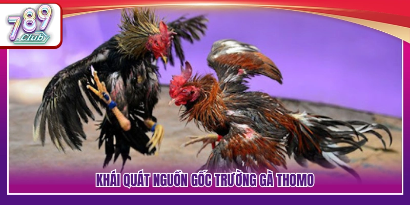 Trực Tiếp Đá Gà Thomo – Không Khí Trường Đá Gà Sôi Động 2 Lịch sử phát triển của đấu trường gà Thomo