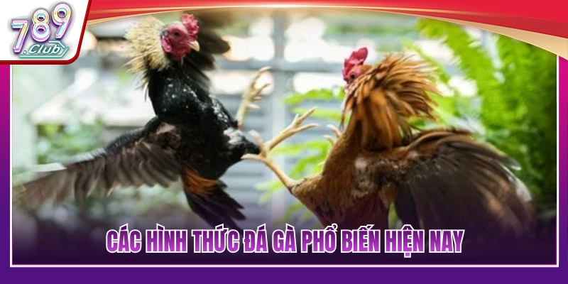 Những thể loại chọi gà thịnh hành nhất thị trường 